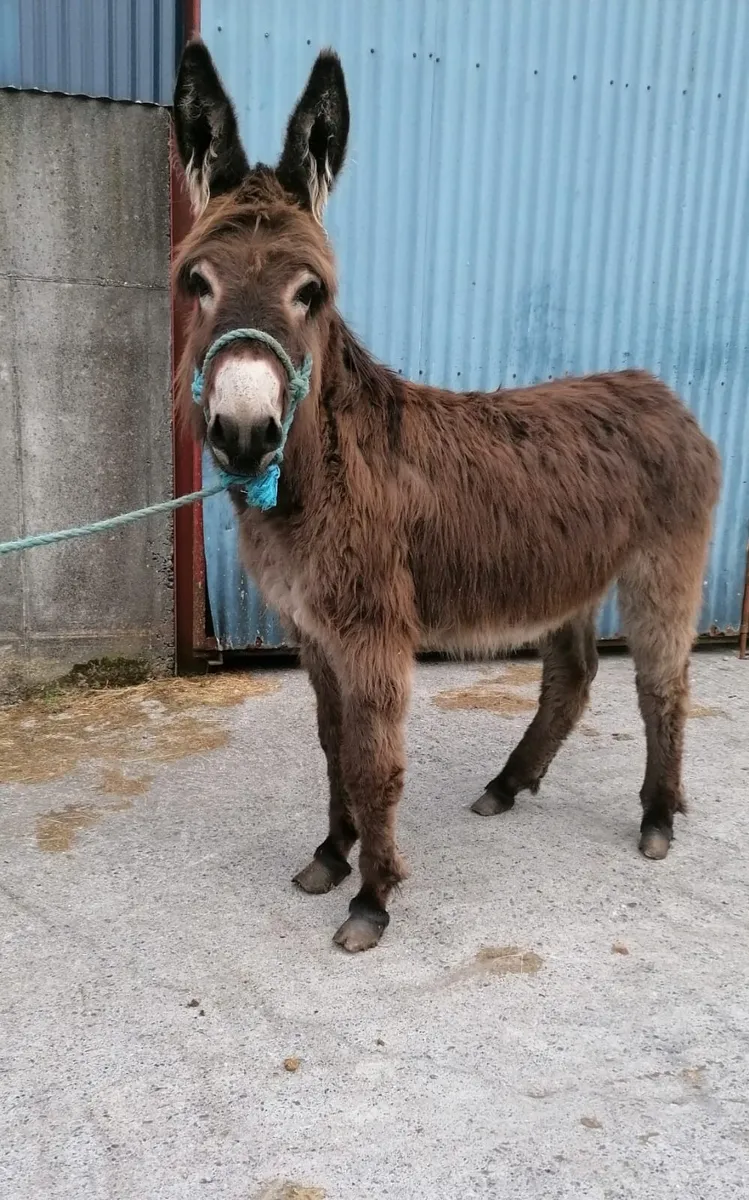 Donkey - Image 3