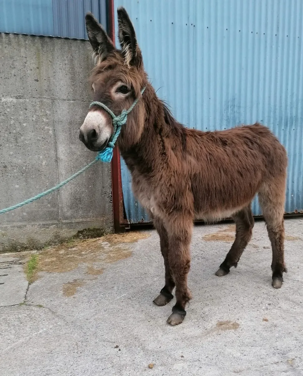 Donkey - Image 1