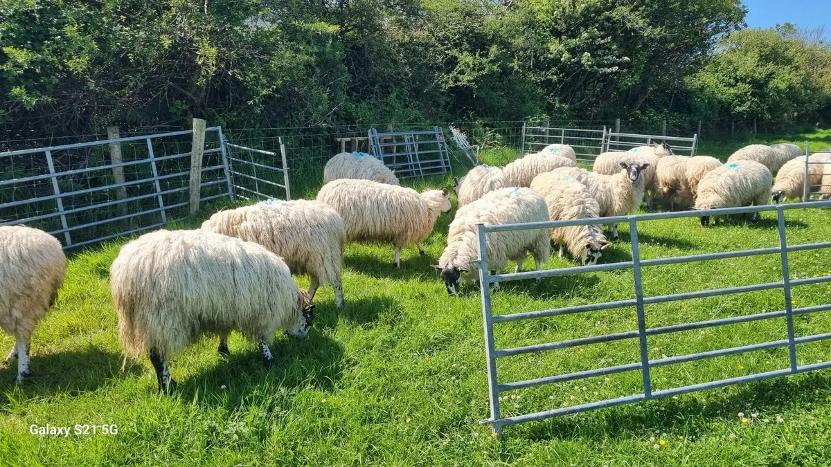 Hogget EWES - 60Kg - Image 2