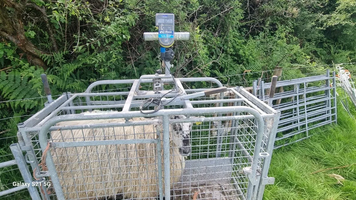 Hogget EWES - 60Kg - Image 3