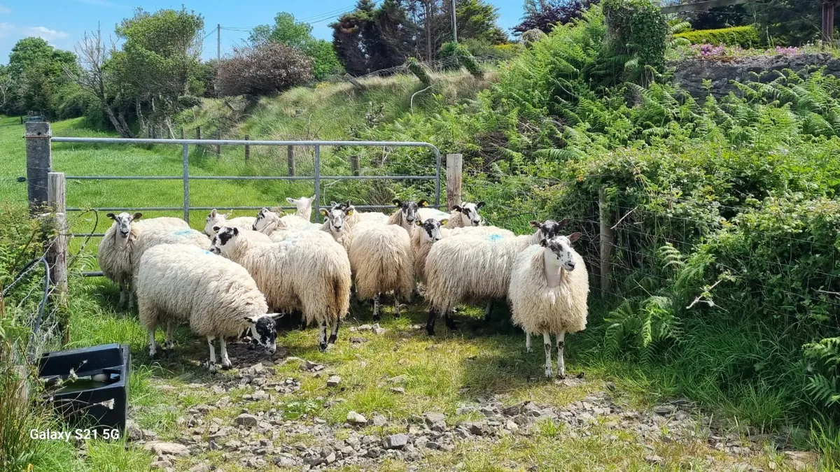 Hogget EWES - 60Kg - Image 4