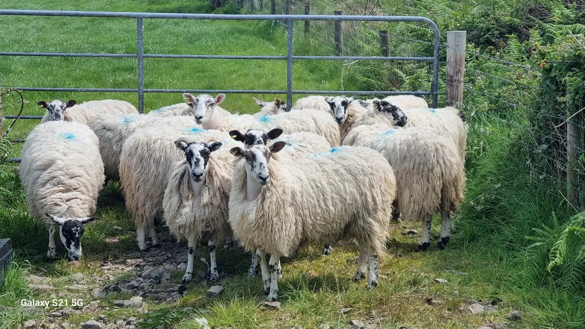 Hogget EWES - 60Kg - Image 1