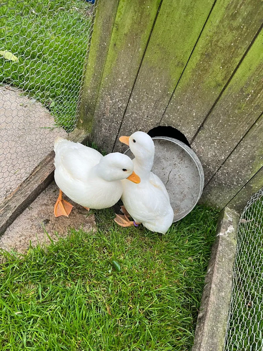 Pair of white call ducks (hatched this year) - Image 2