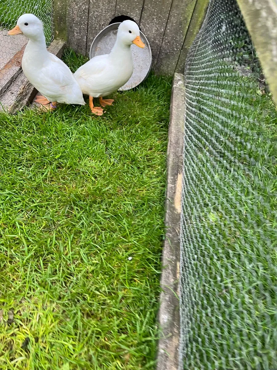 Pair of white call ducks (hatched this year) - Image 3