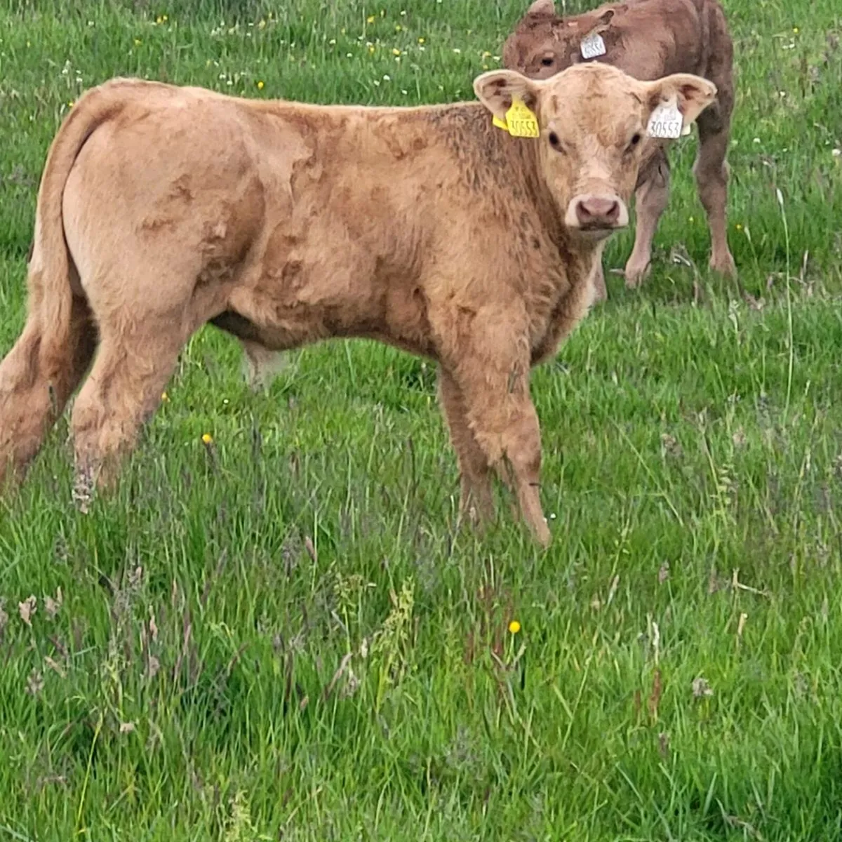 Lim bull calf - Image 1