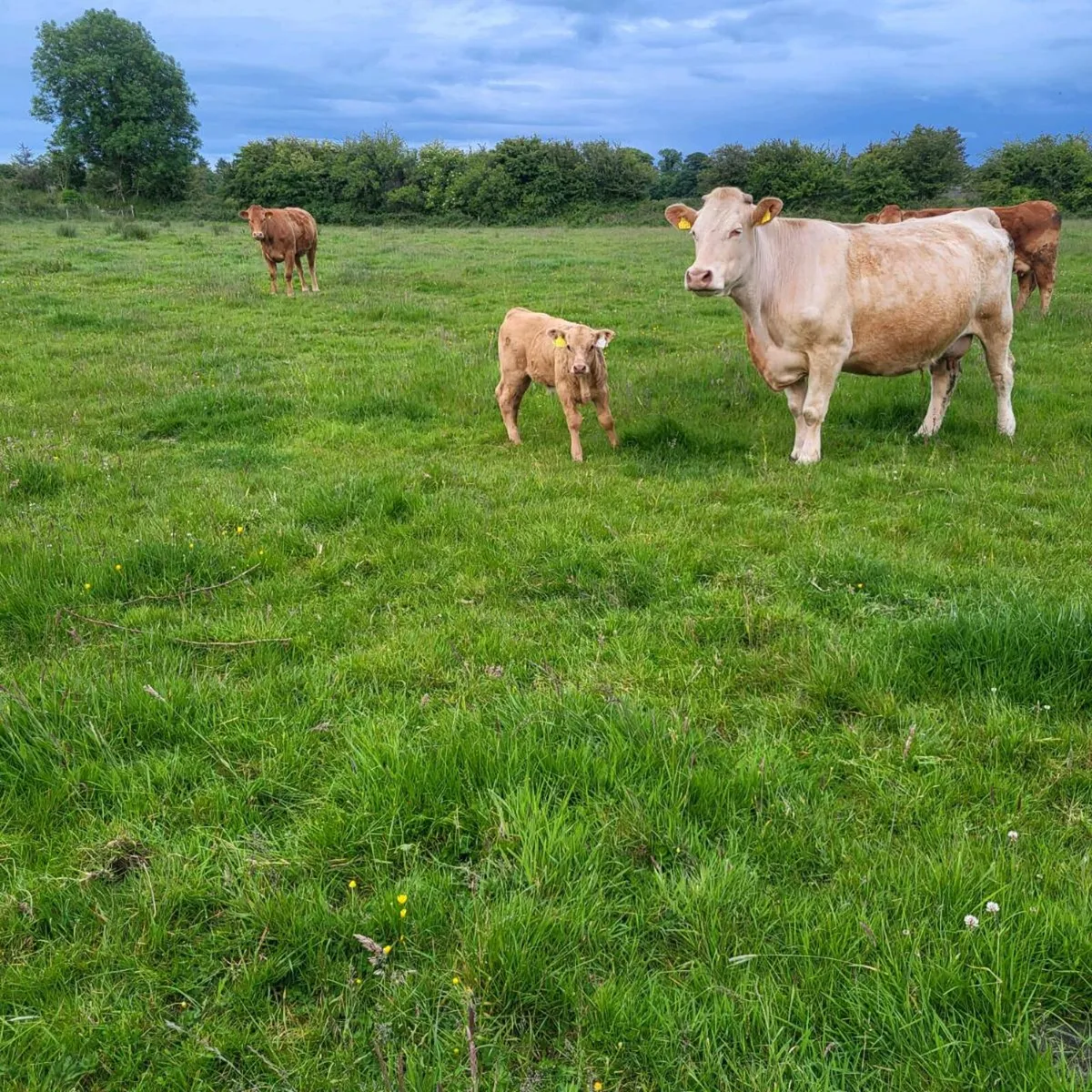 Lim bull calf - Image 2