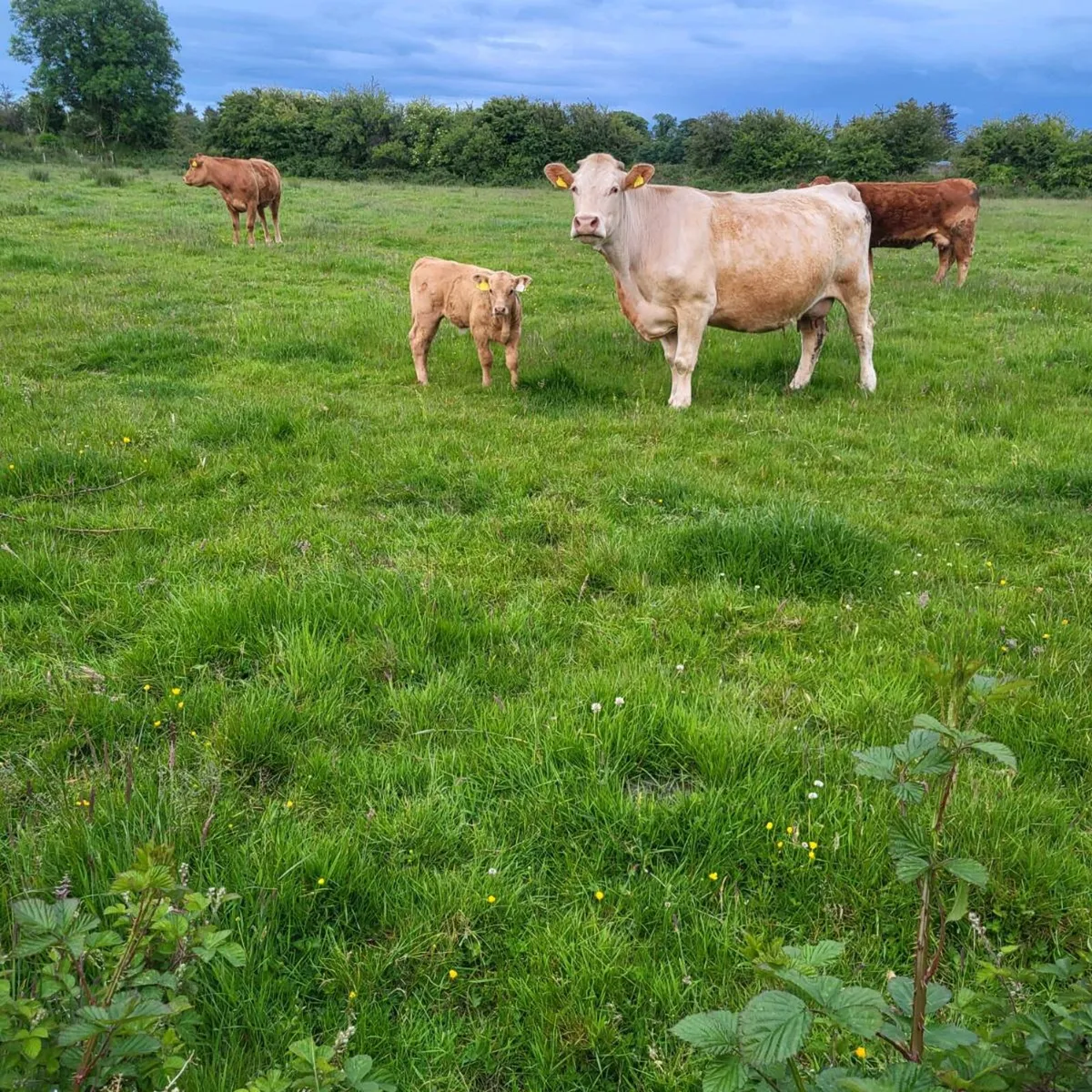 Lim bull calf - Image 3