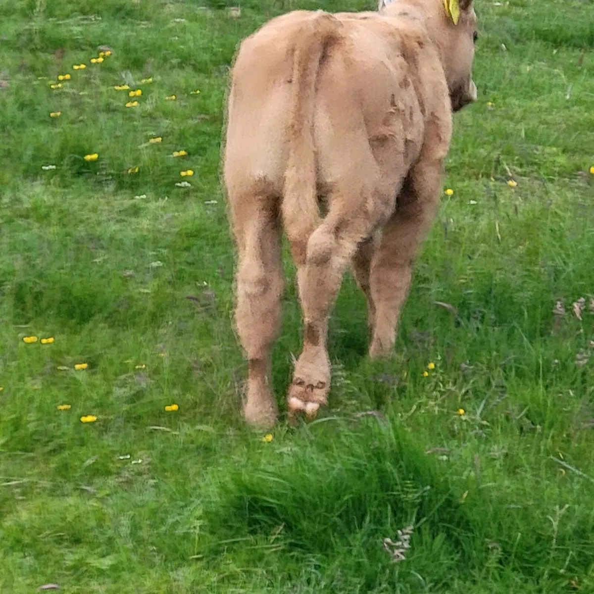 Lim bull calf - Image 4