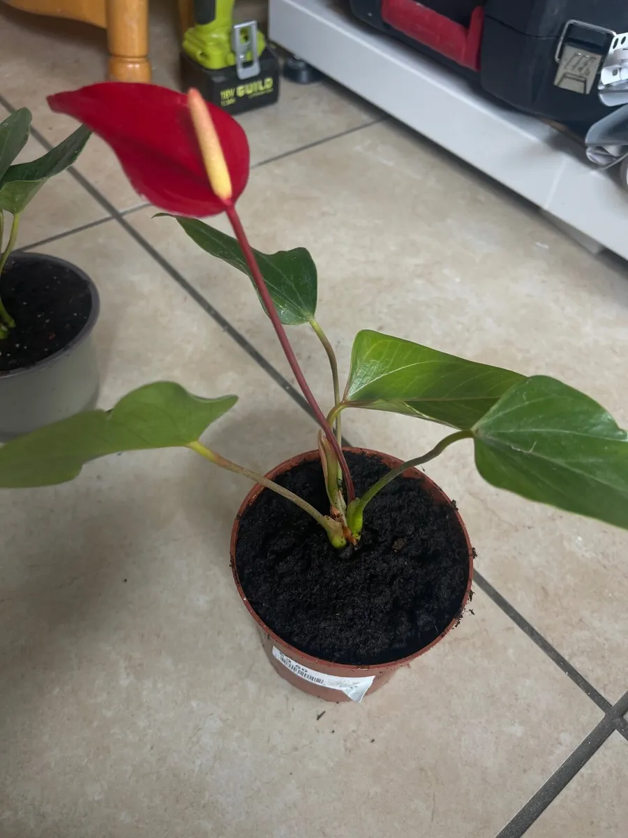 Indoor plants - Image 4