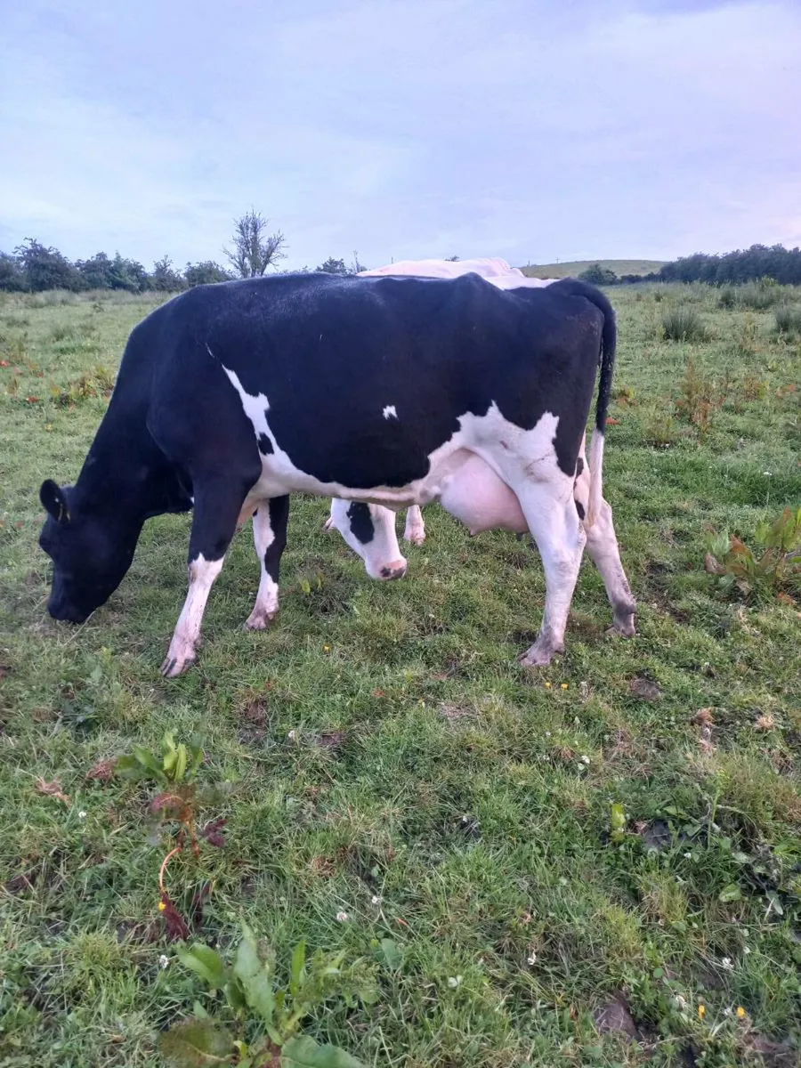 Two Springers on point of Calving - Image 1