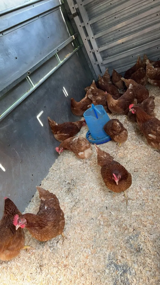 Hens - Image 4