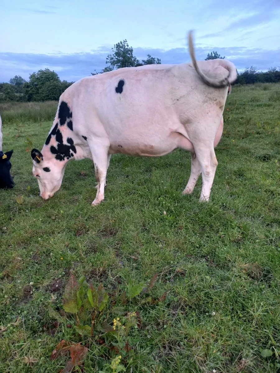 Two Springers on point of Calving - Image 2