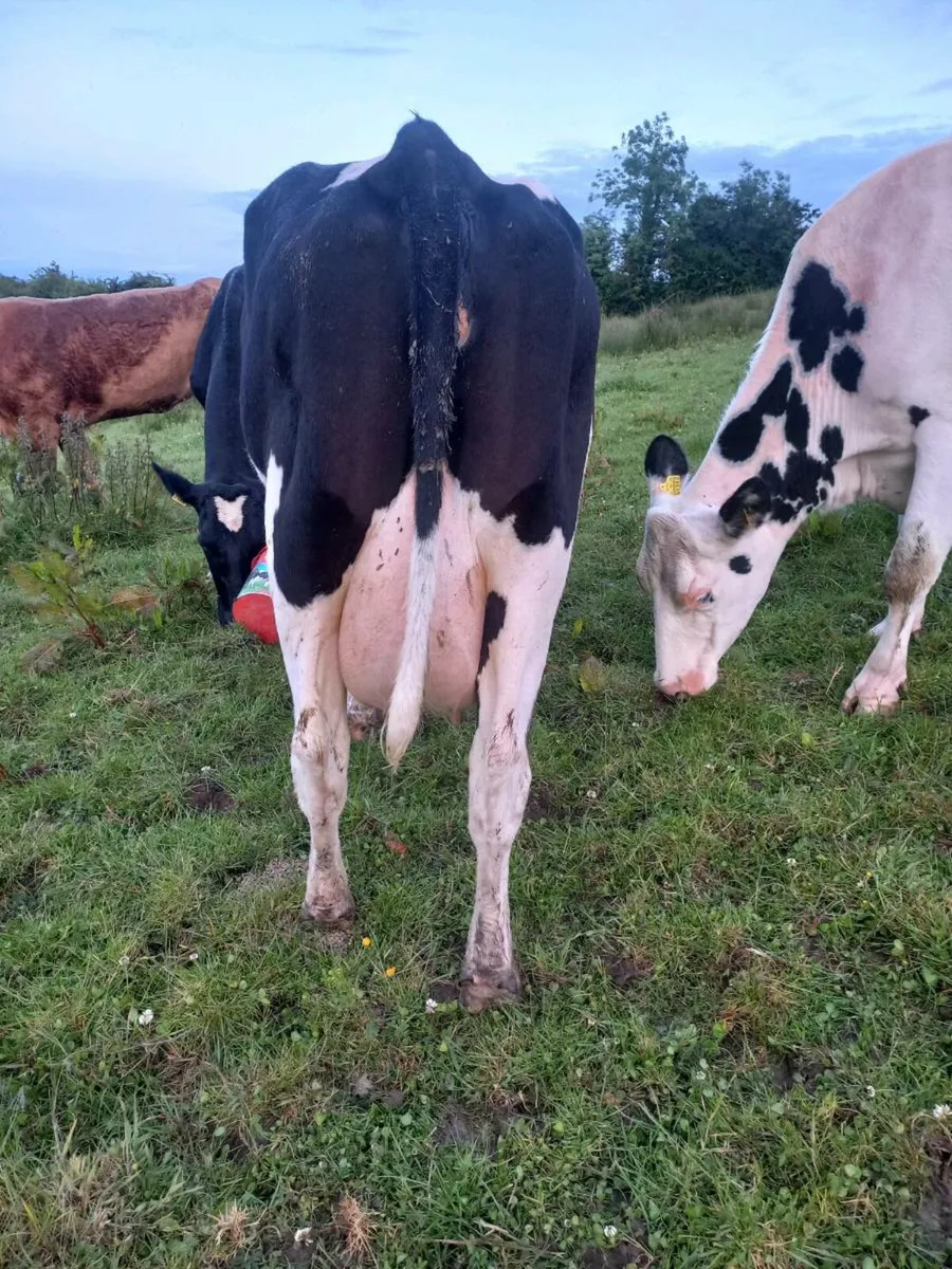 Two Springers on point of Calving - Image 3