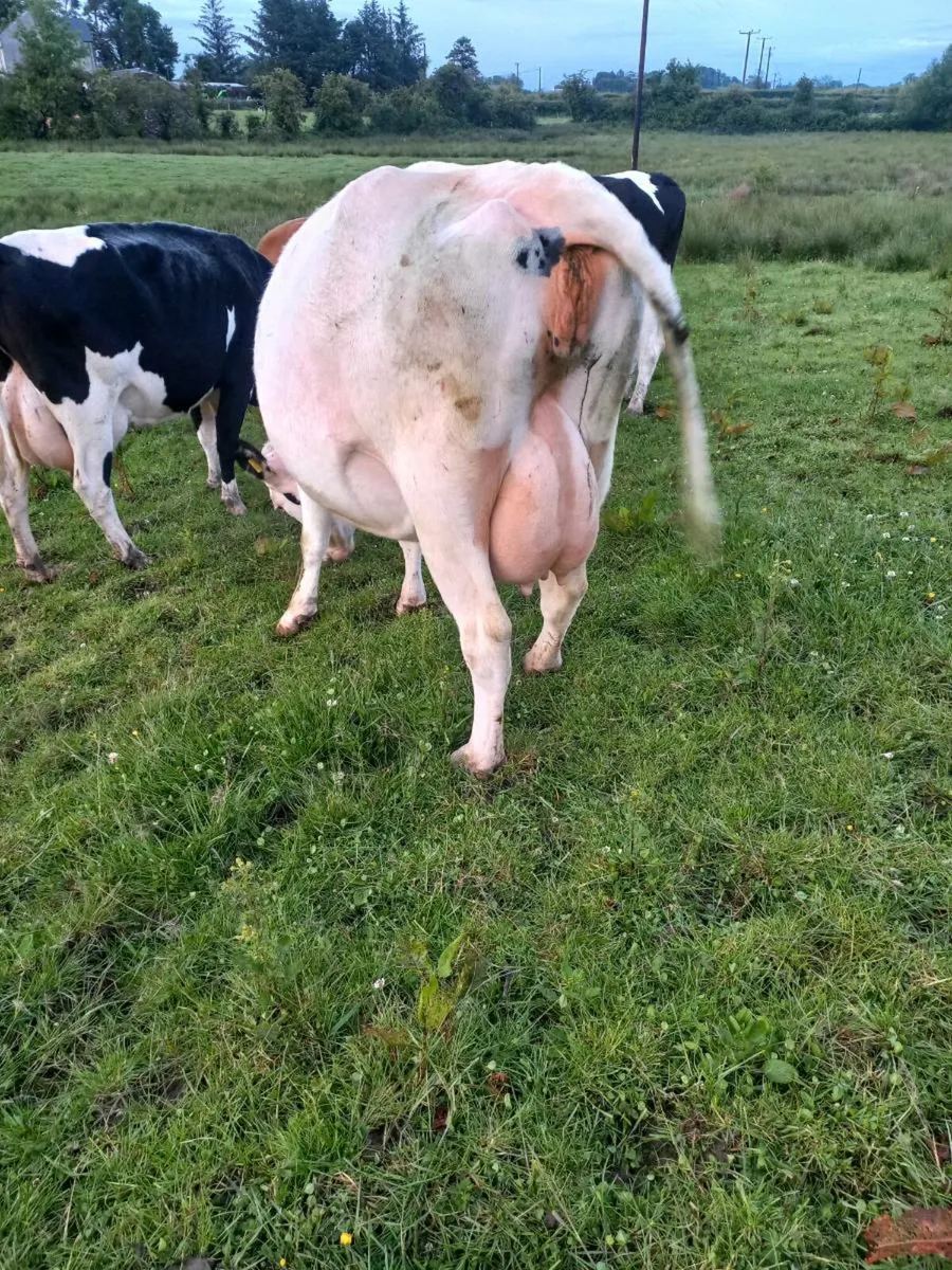 Two Springers on point of Calving - Image 4
