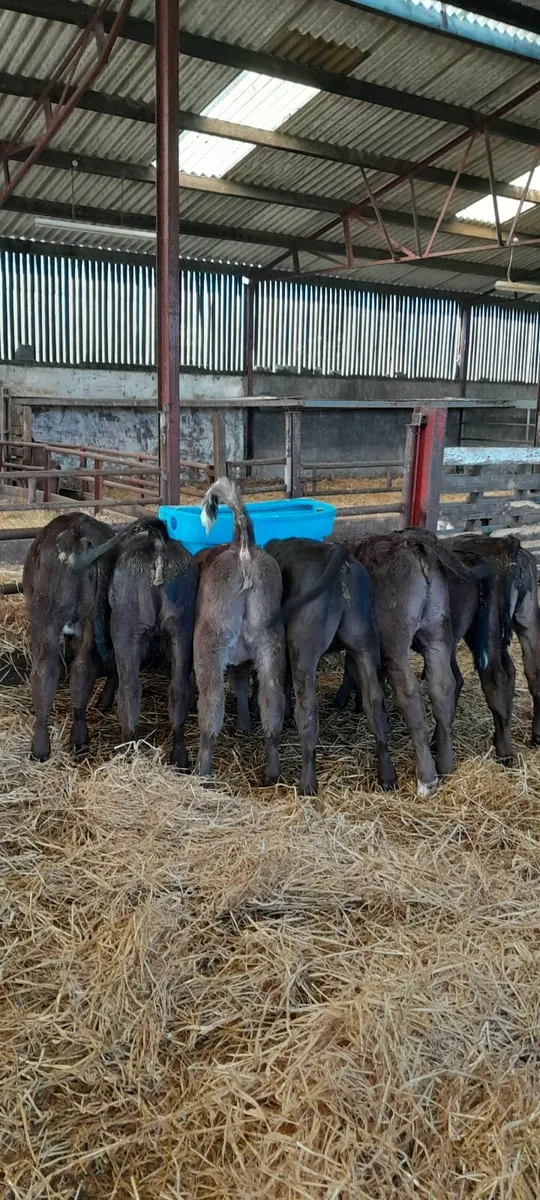 Strong calves 2 months old - Image 2