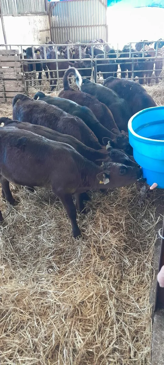 Strong calves 2 months old - Image 1