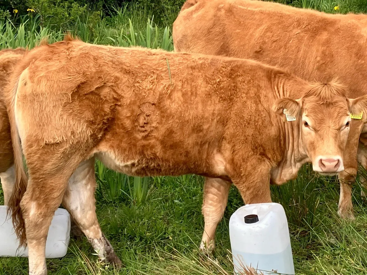 AI Bred Heifers Organic - Image 2