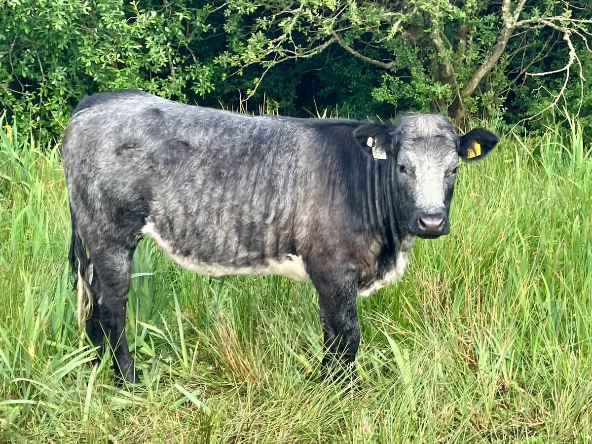 AI Bred Heifers Organic - Image 3