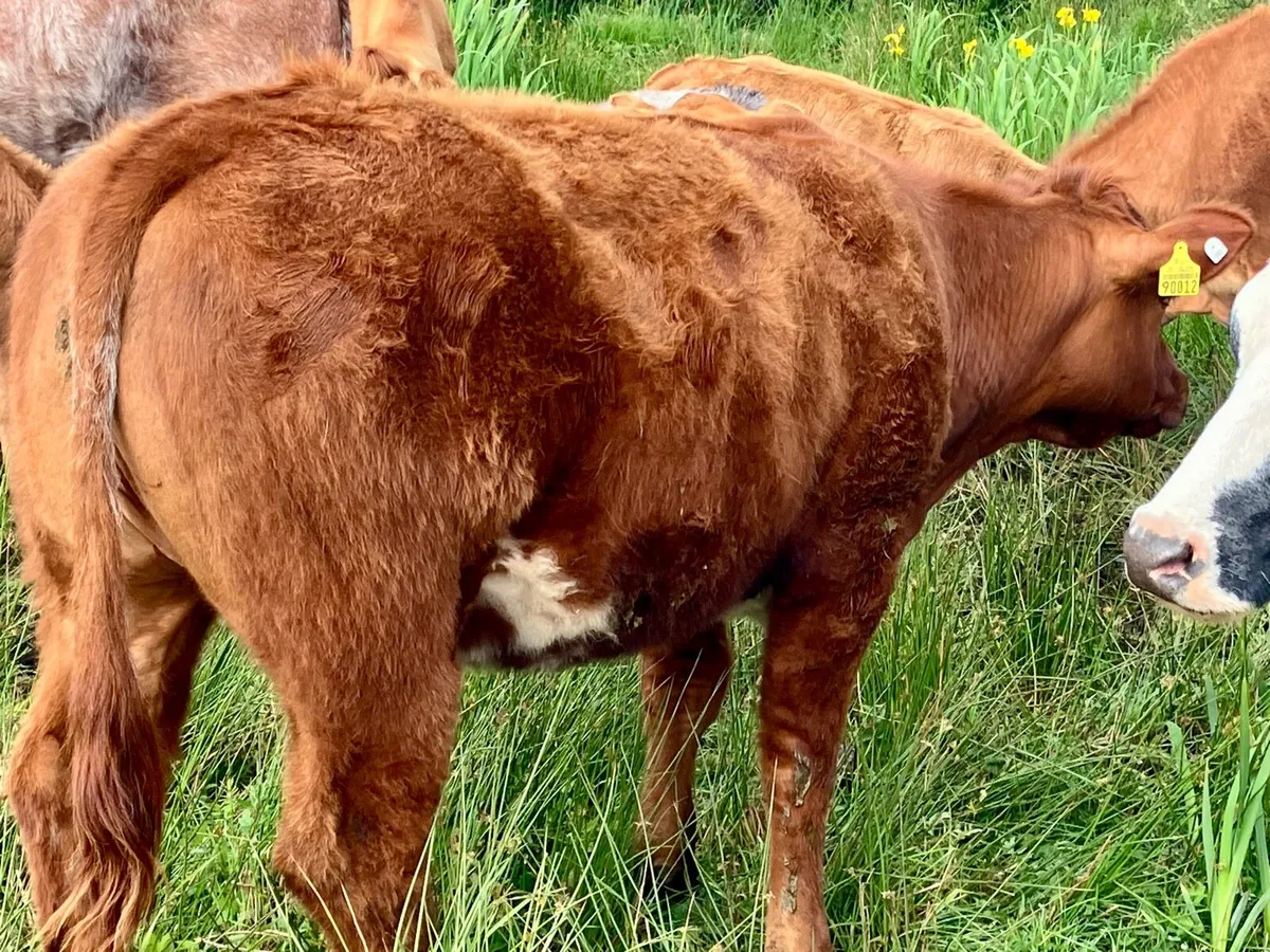 AI Bred Heifers Organic - Image 4