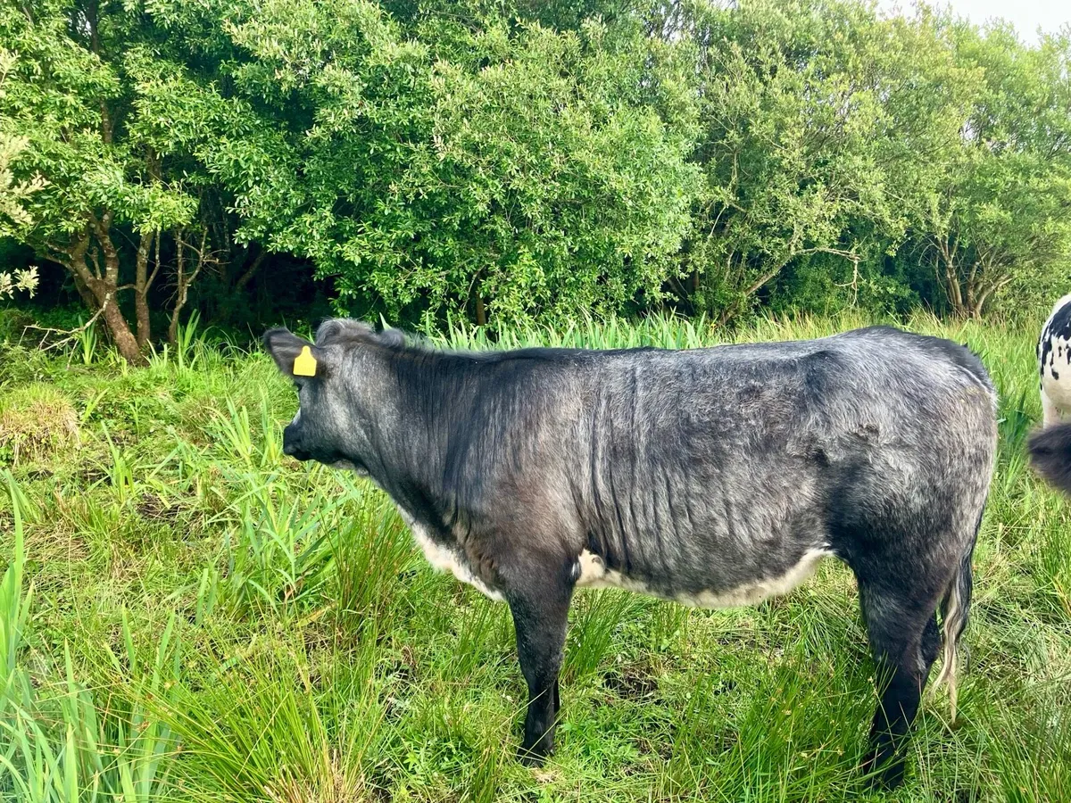 AI Bred Heifers Organic - Image 1