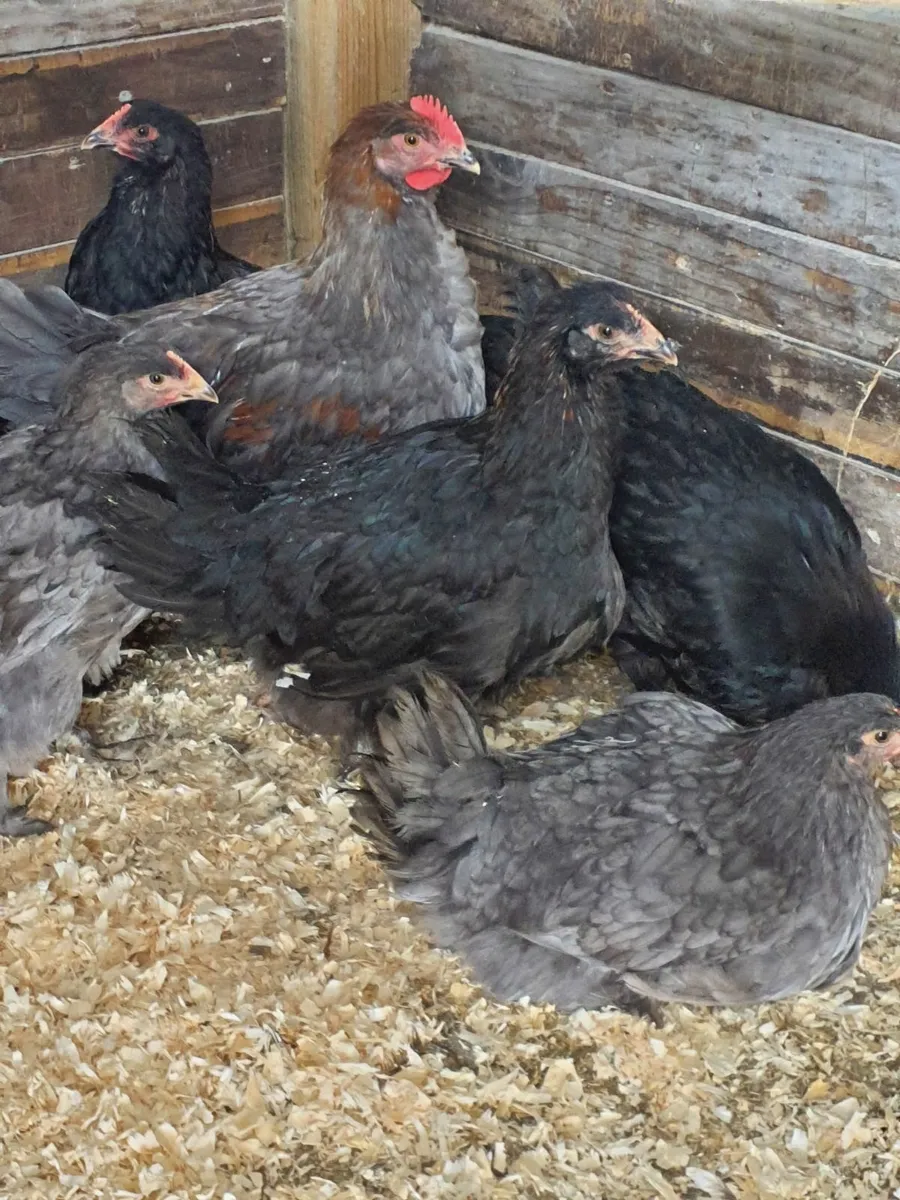Marans - Image 1