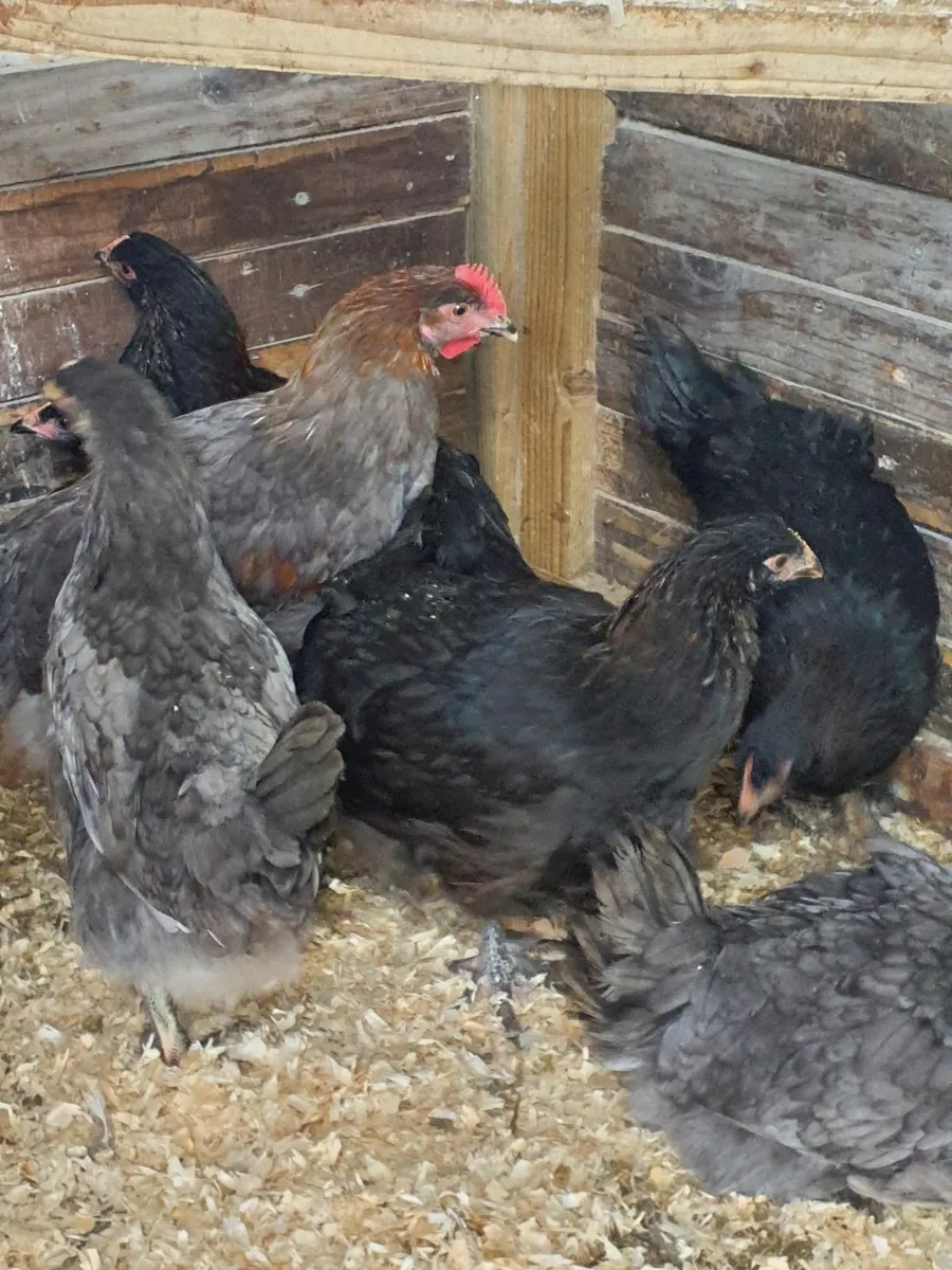 Marans - Image 2