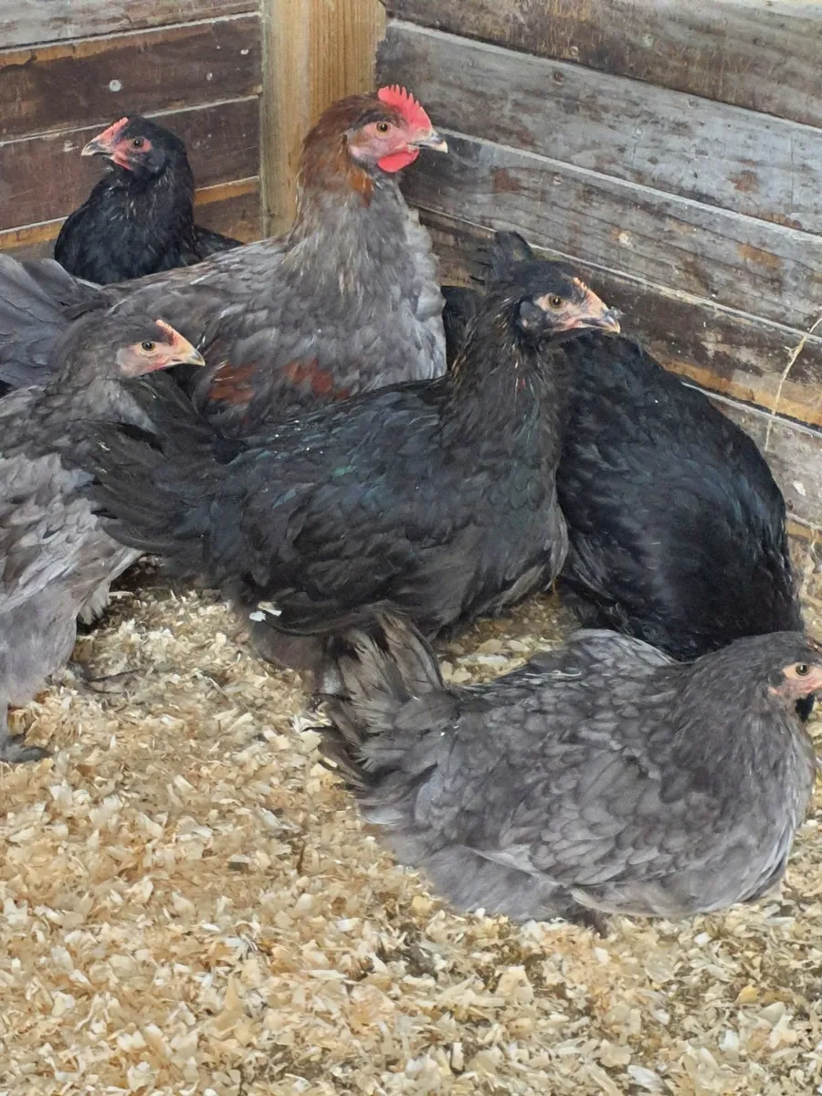 Marans - Image 4