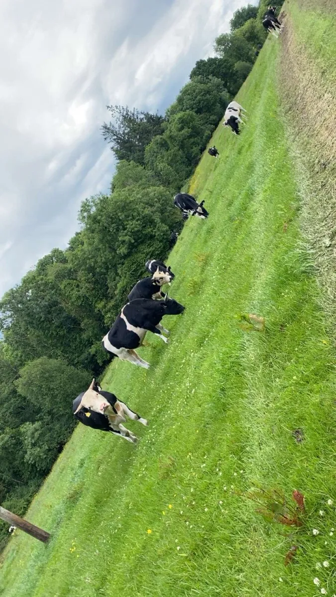 Fr and aax bullocks - Image 1