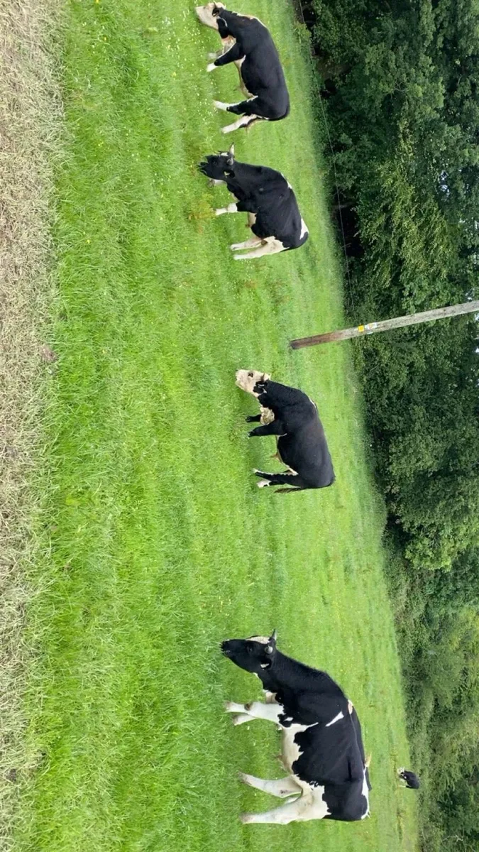 Fr and aax bullocks - Image 2