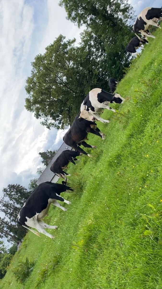Fr and aax bullocks - Image 3