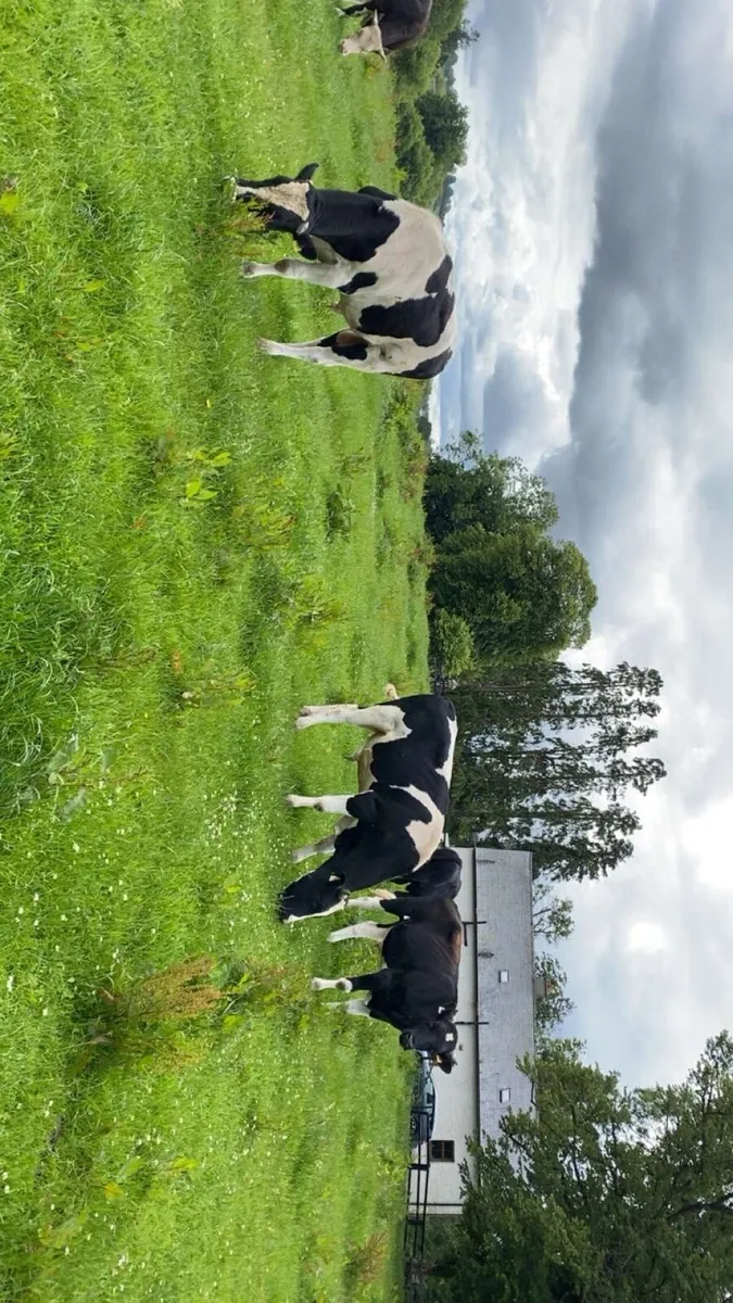 Fr and aax bullocks - Image 4