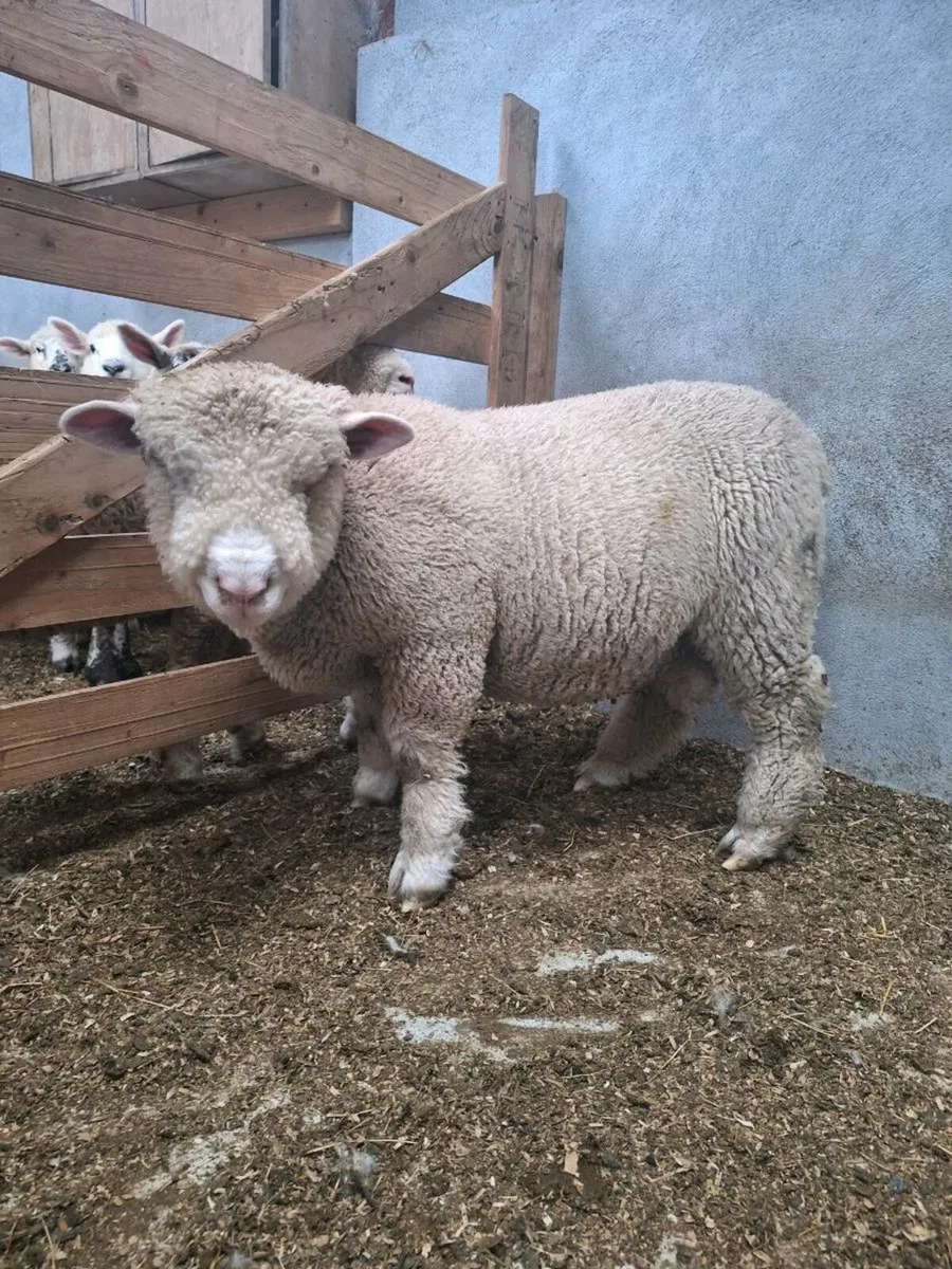 Dorset Ram lamb - Image 1