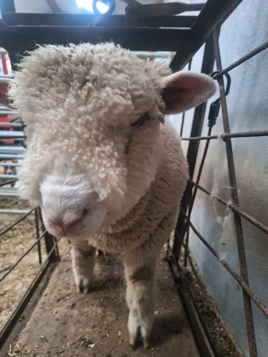 Dorset Ram lamb - Image 2