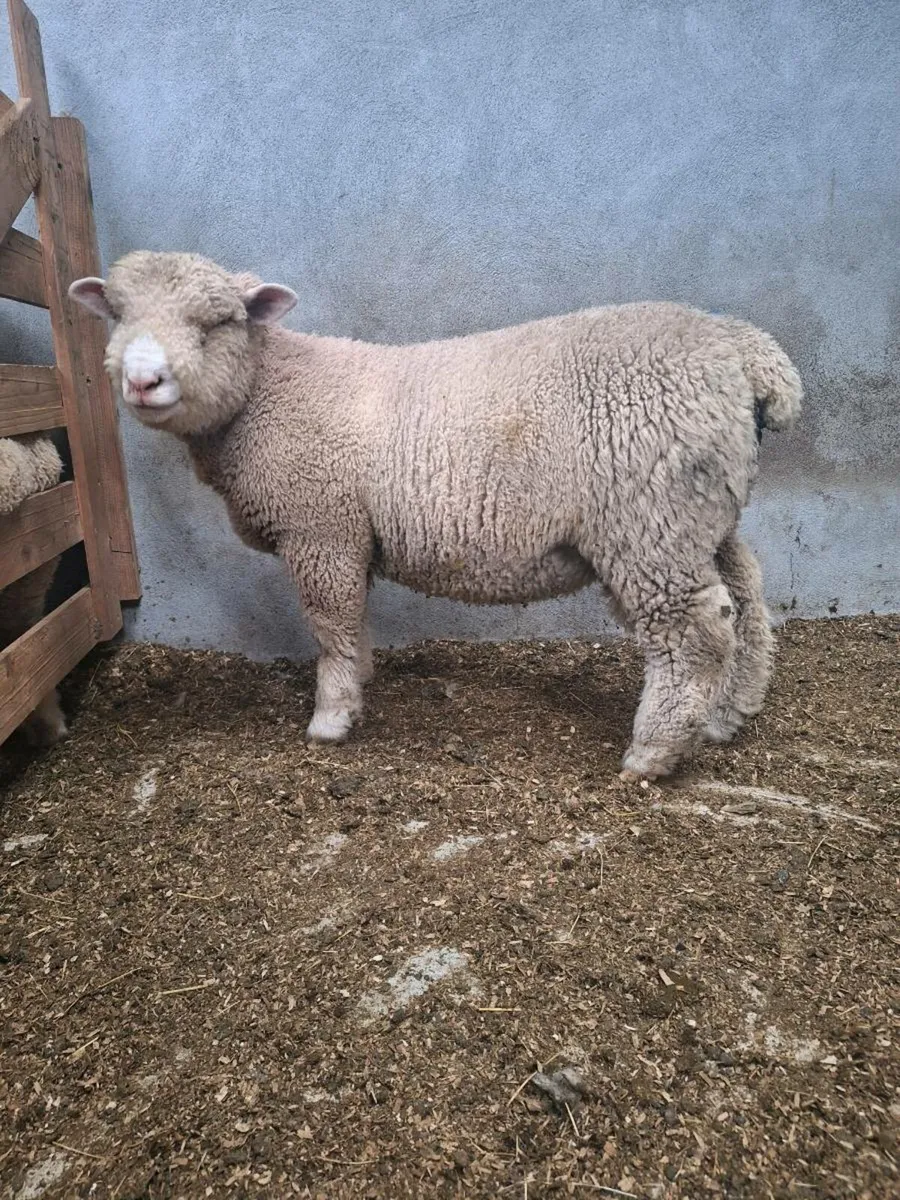Dorset Ram lamb - Image 3