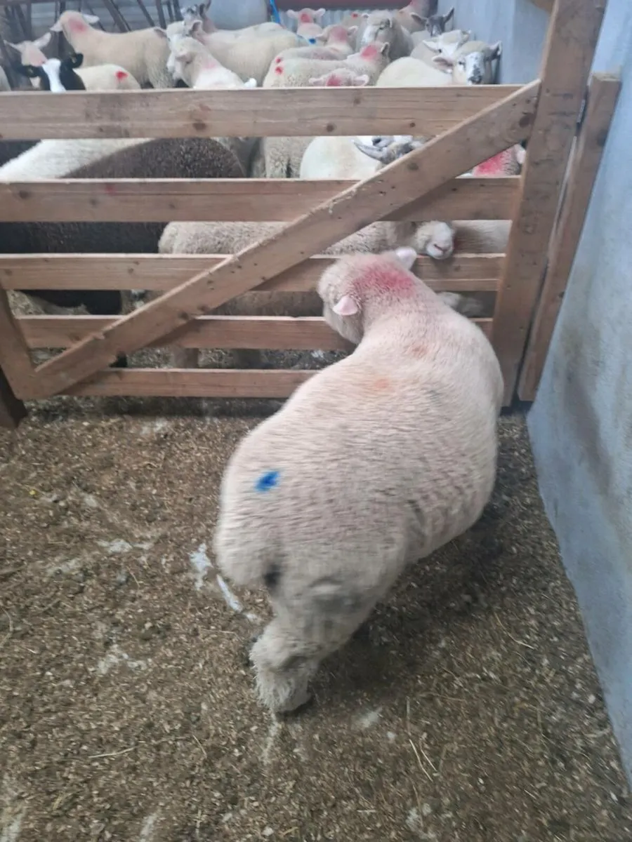 Dorset Ram lamb - Image 4