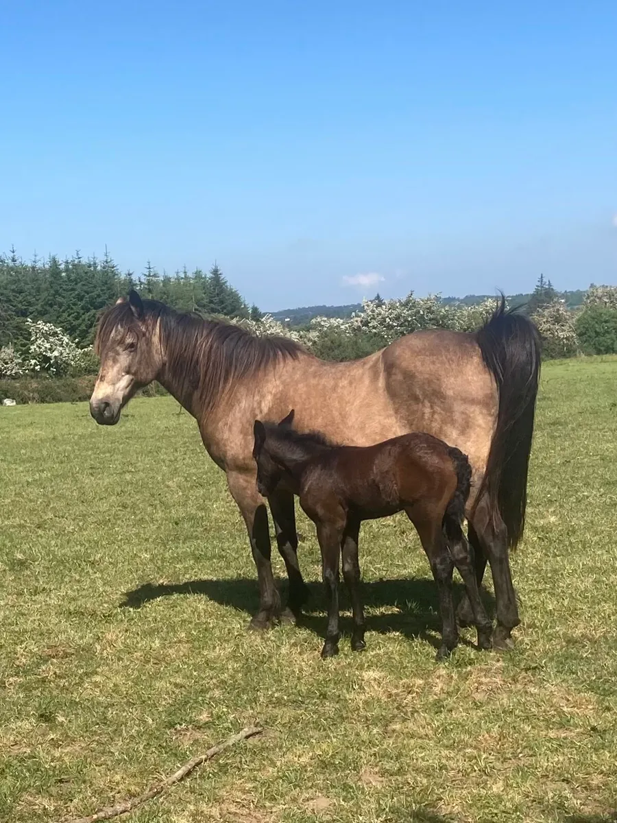 Connemara ponies - Image 1