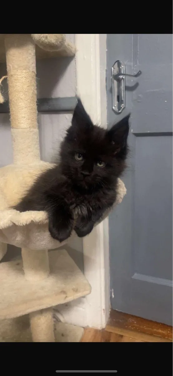 Maine Coon Kittens *One Boy Left* - Image 1