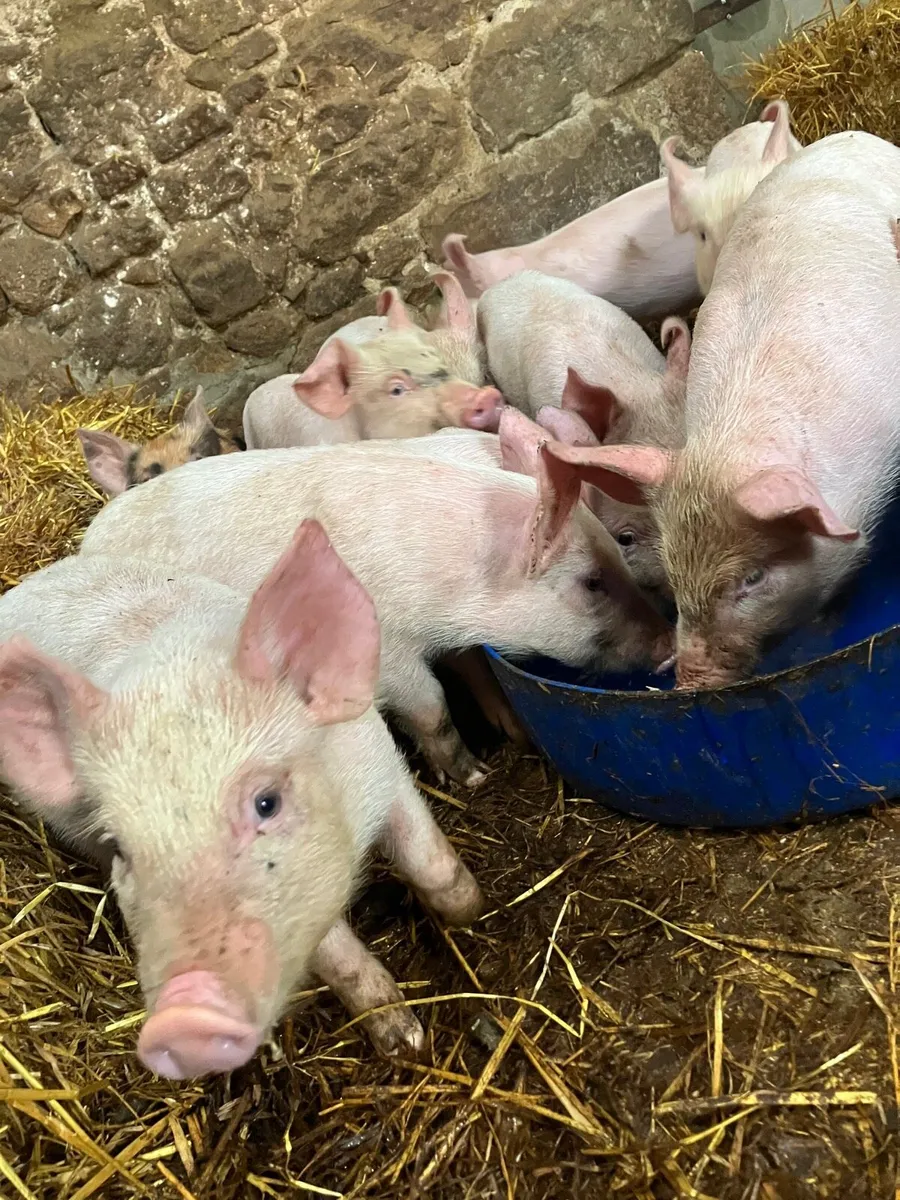 Piglets / bons - Image 1