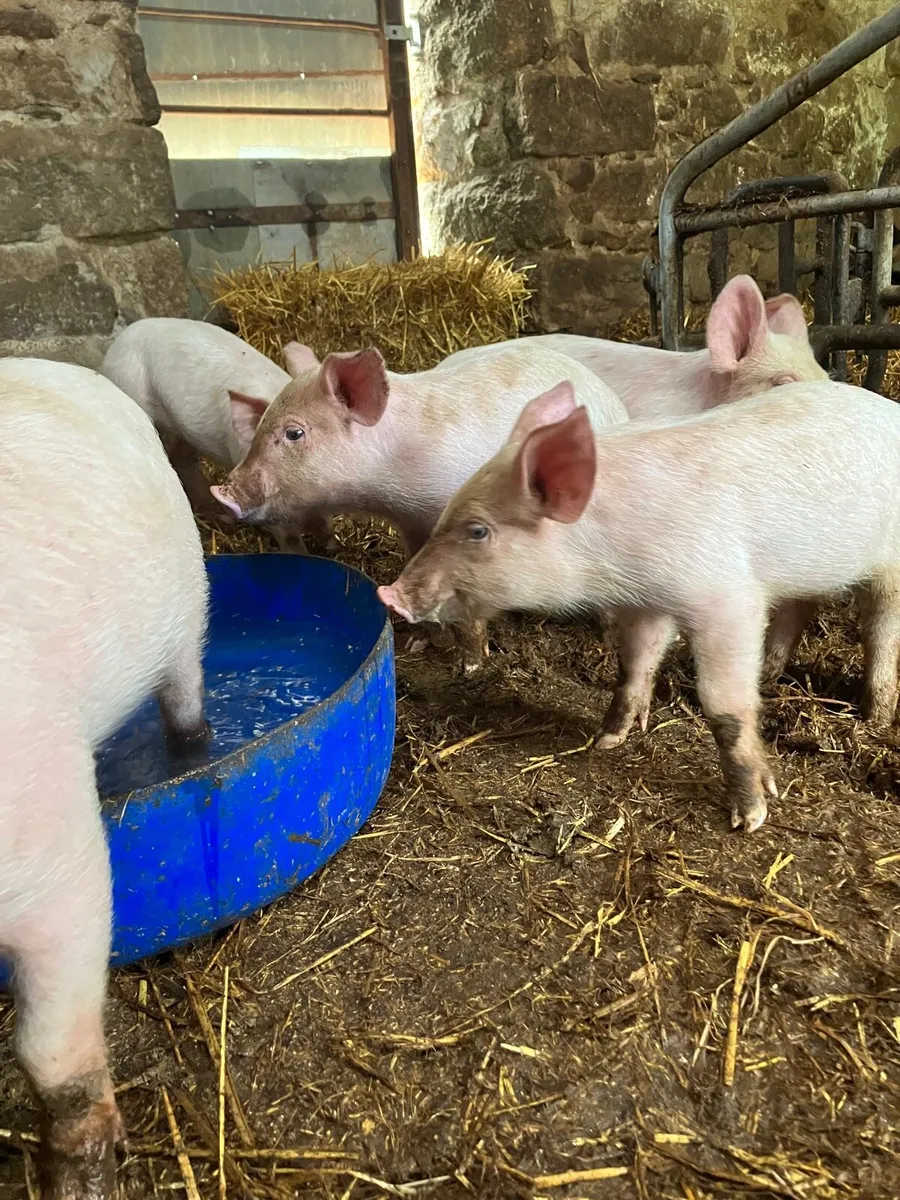 Piglets / bons - Image 2
