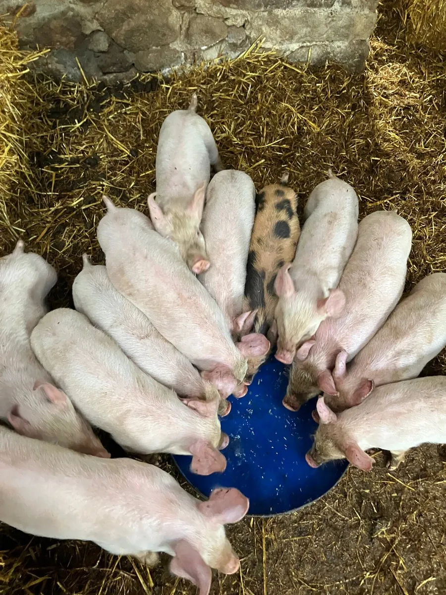Piglets / bons - Image 4
