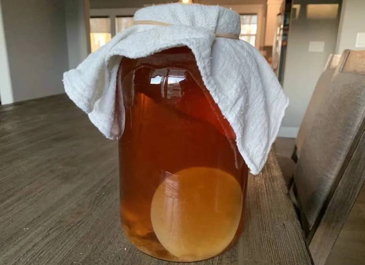 Kombucha fermentation scoby - Image 1