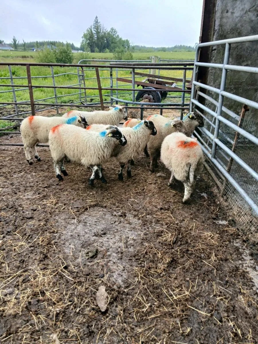 Store lambs dry ewes and ewes and lambs retirement - Image 1
