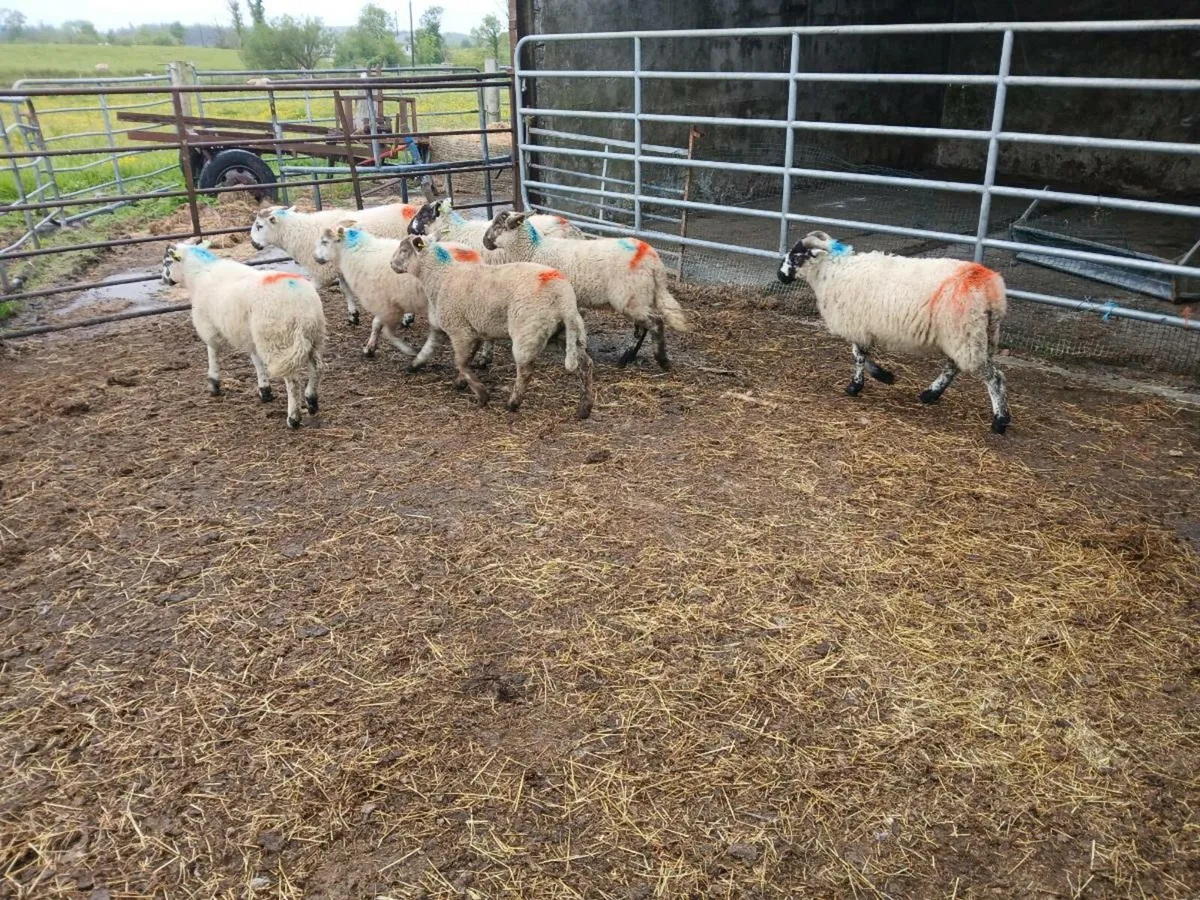 Store lambs dry ewes and ewes and lambs retirement - Image 2