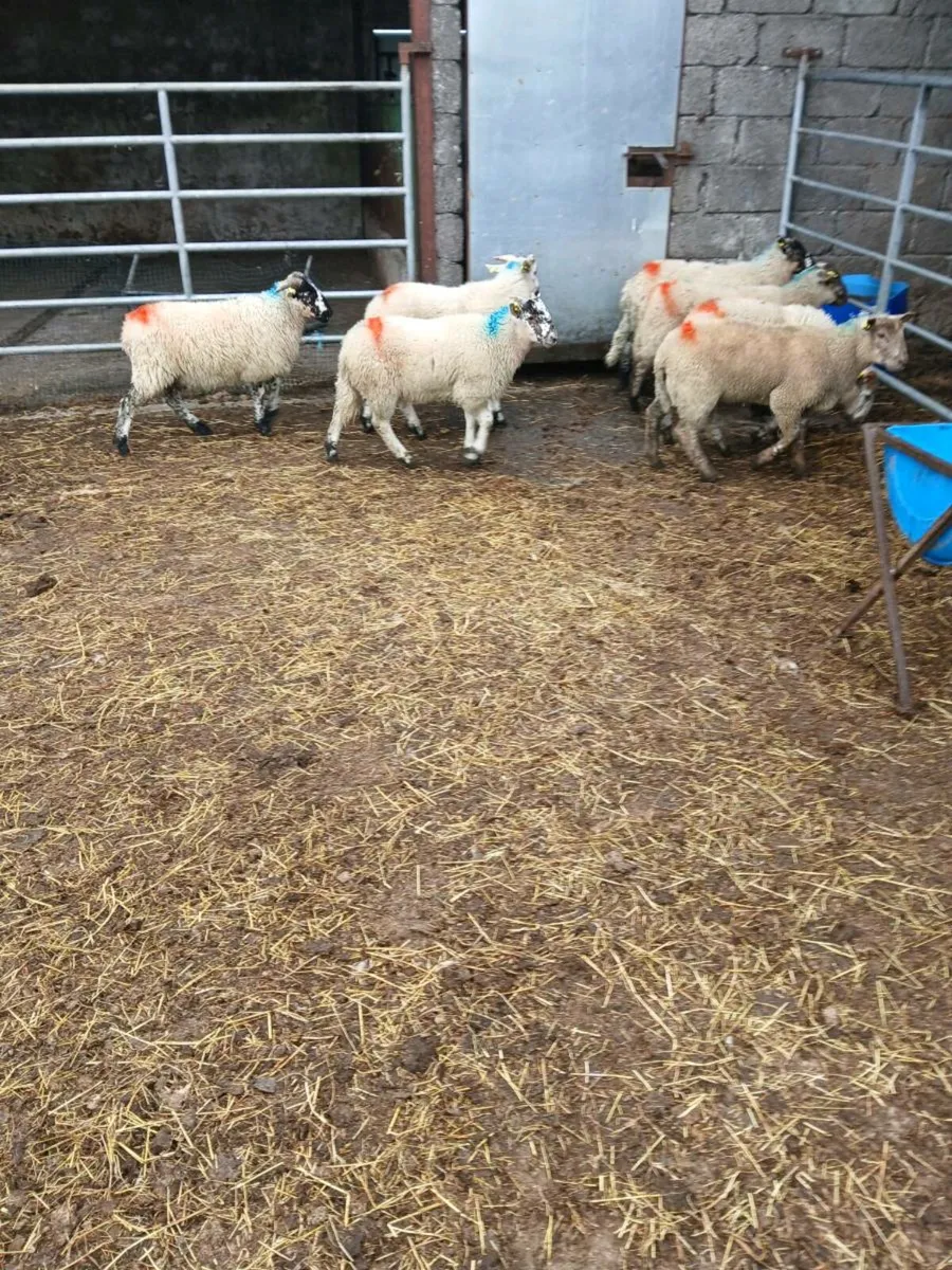 Store lambs dry ewes and ewes and lambs retirement - Image 3