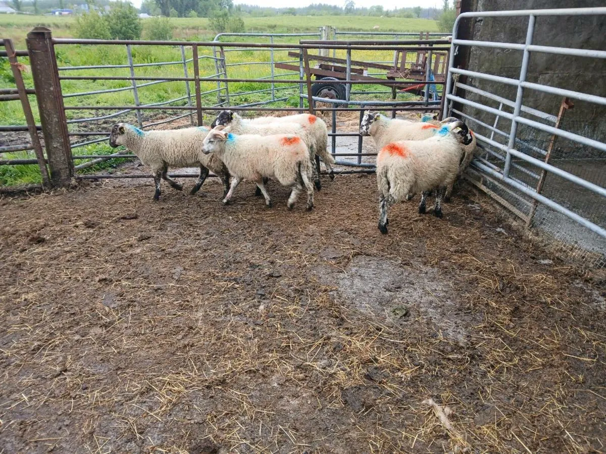 Store lambs dry ewes and ewes and lambs retirement - Image 4