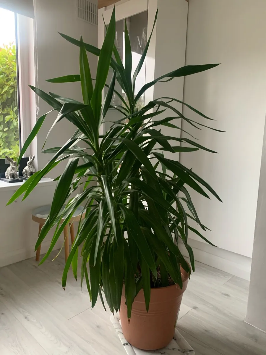 Flowers - Image 1