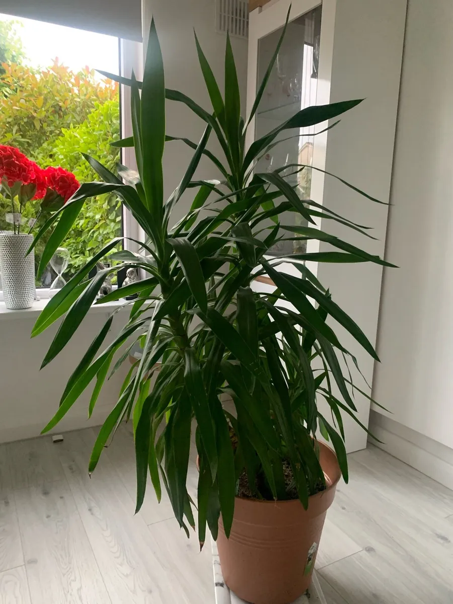 Flowers - Image 2