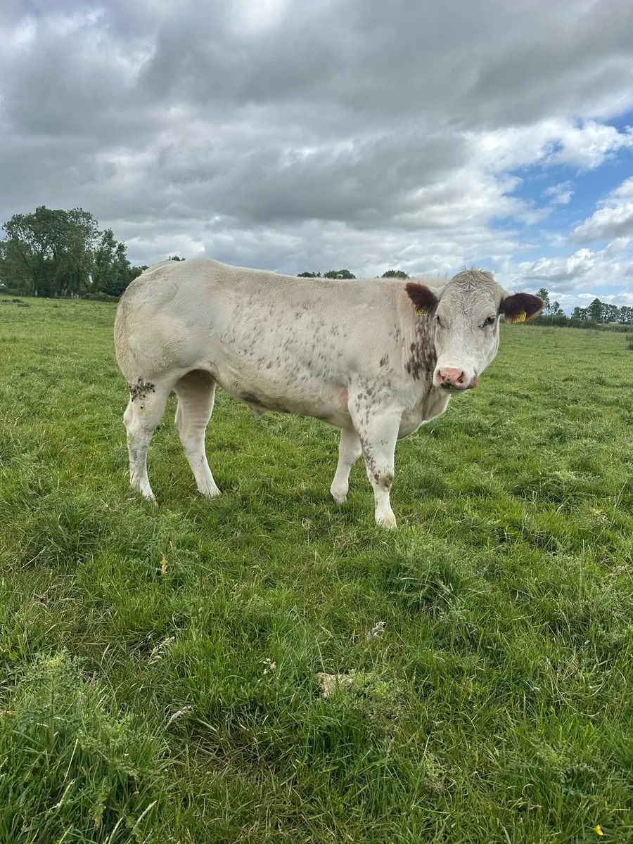 Top class Roan Heifer - Image 1