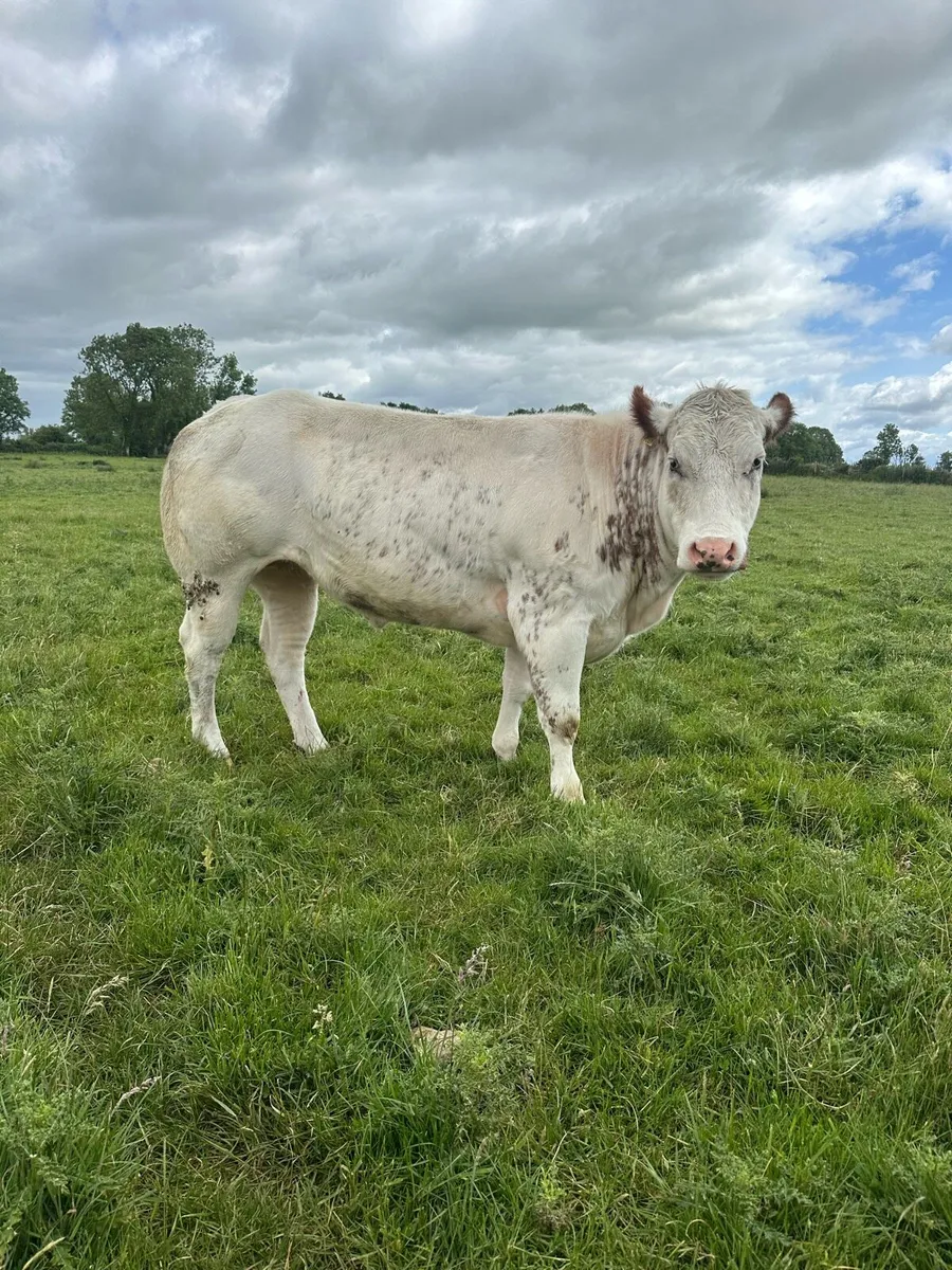 Top class Roan Heifer - Image 2