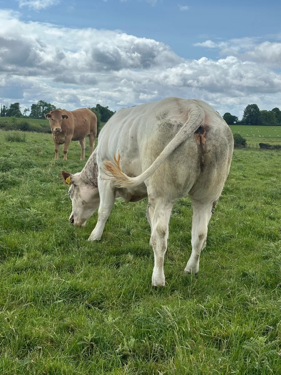 Top class Roan Heifer - Image 3